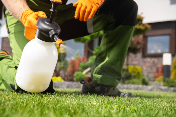 Wasp Removal Services in Springfield, VA