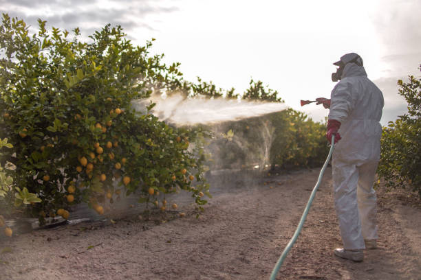 Best Bed Bug Extermination  in Springfield, VA