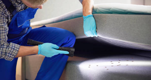 Best Termite Control Services  in Springfield, VA