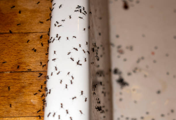 Best Pest Control Near Me  in Springfield, VA