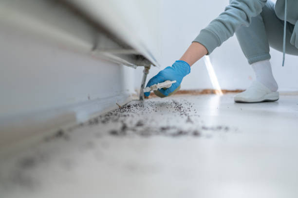 Best Insect Control  in Springfield, VA